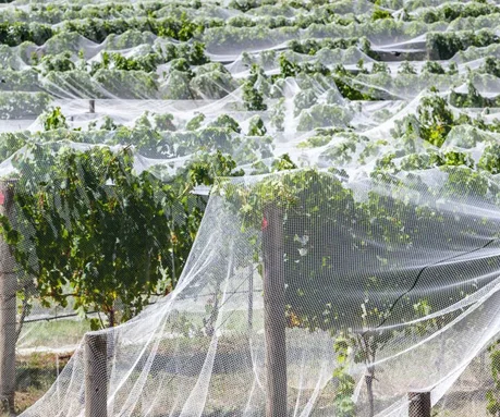 mosquito nets